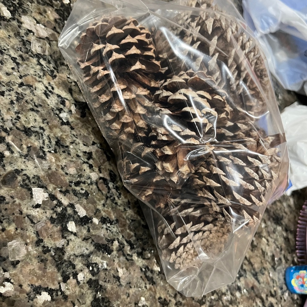 Fresh Pinecones! - Picture 2 of 4